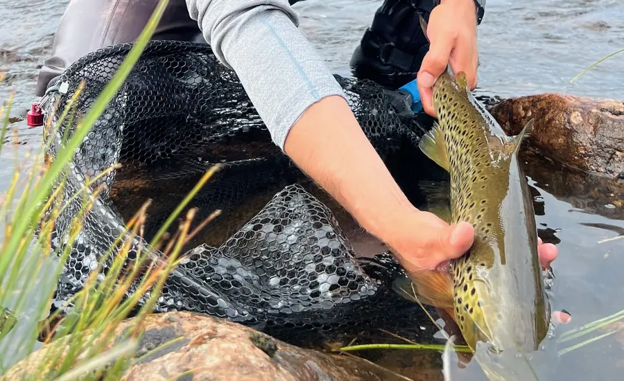 The Importance of Catch and Release in Fly Fishing | Fly Fishing Guide Italy