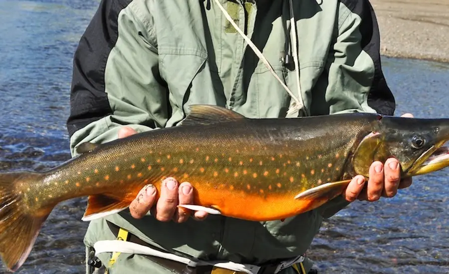 Arctic Char