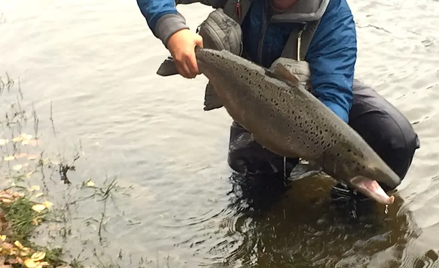 Atlantic Salmon