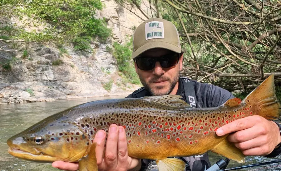 Brown Trout