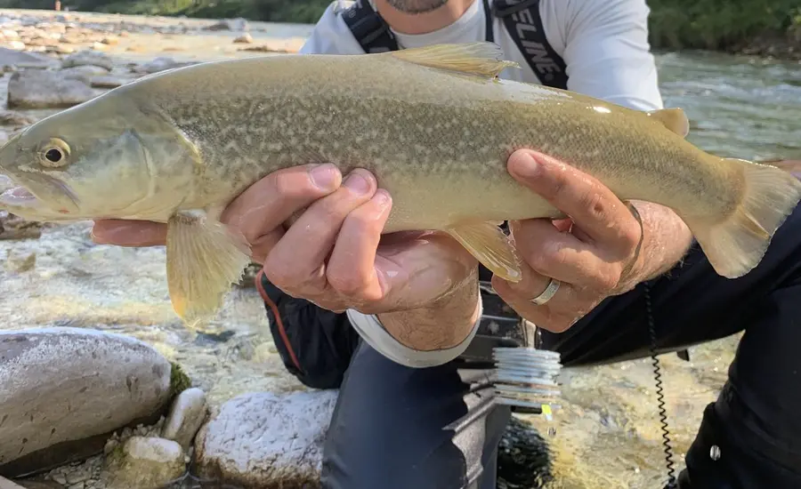 Marble Trout
