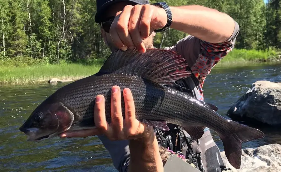 GRAYLING