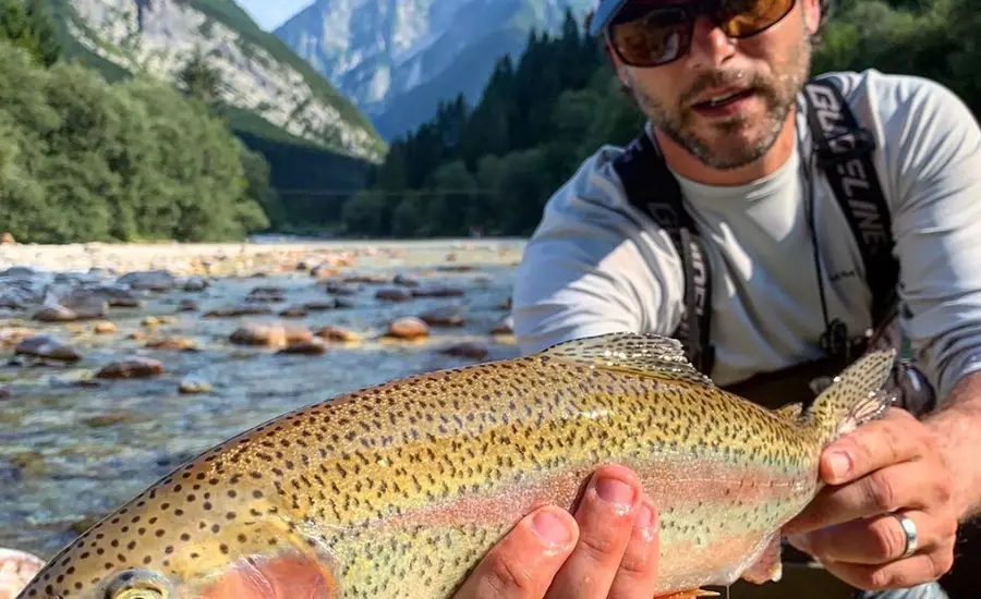 Rainbow Trout
