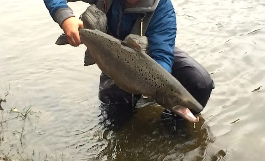 Atlantic Salmon