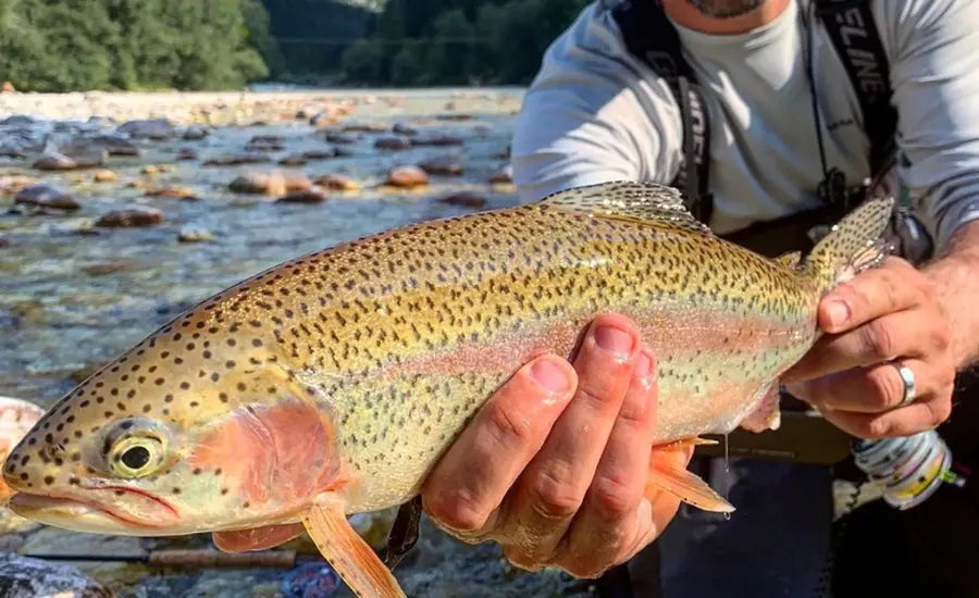 Rainbow Trout