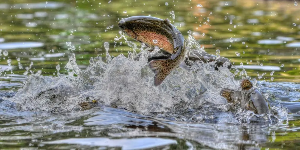 The Importance of Catch and Release in Fly Fishing | Fly Fishing Guide Italy
