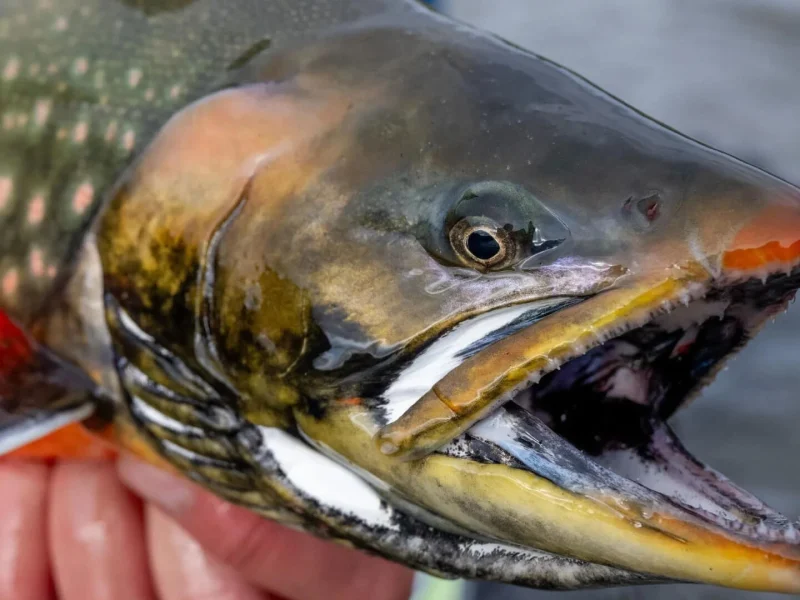 Arctic Char