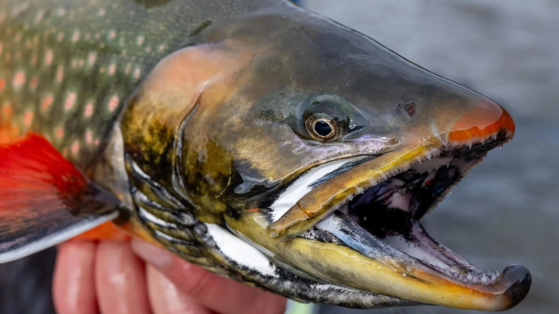 Arctic Char