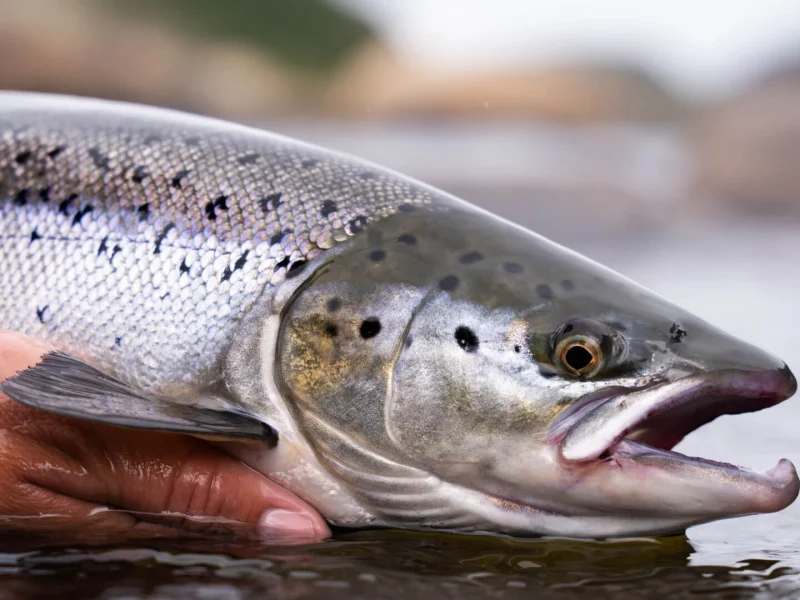 Immagine allegata al post intitolato "Atlantic Salmon Fly Fishing"