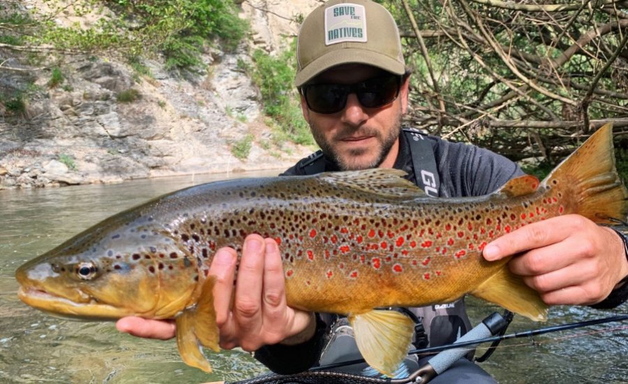 Brown trout