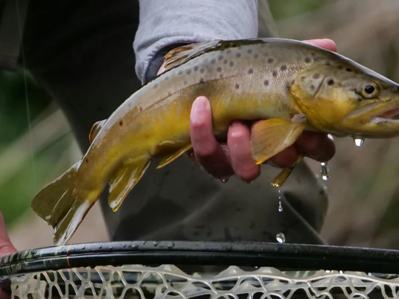 Brown Trout
