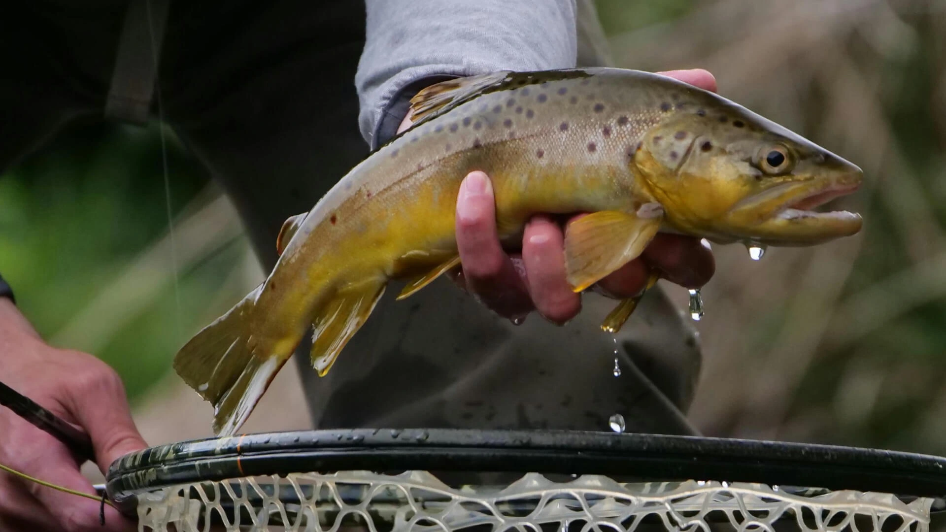 Brown Trout
