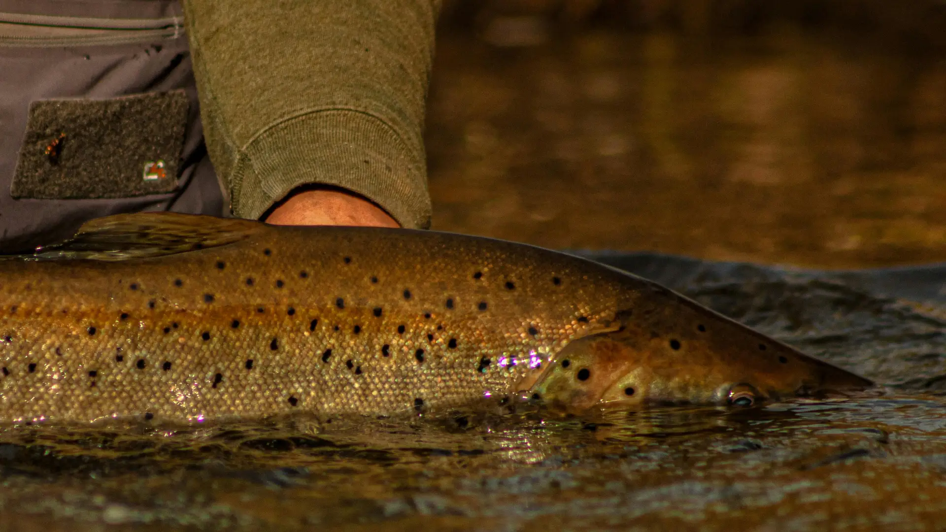 Fish posts category image cover