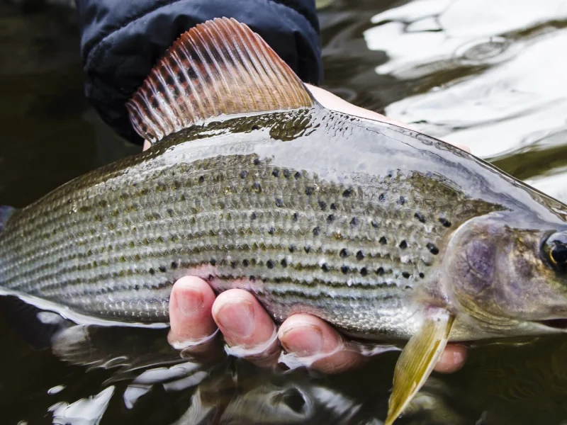Immagine allegata al post intitolato "Grayling Fly Fishing"