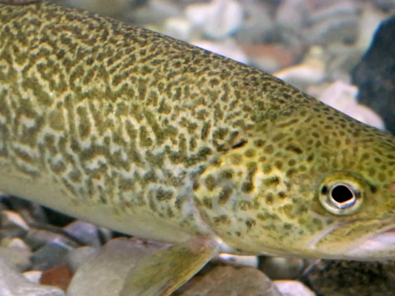 Immagine allegata al post intitolato "Marble trout Fly Fishing"