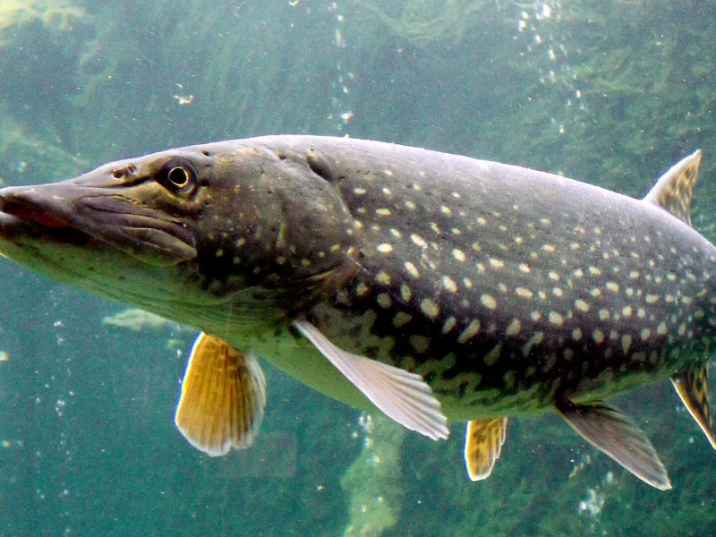 Immagine allegata al post intitolato "Pike Fly Fishing"