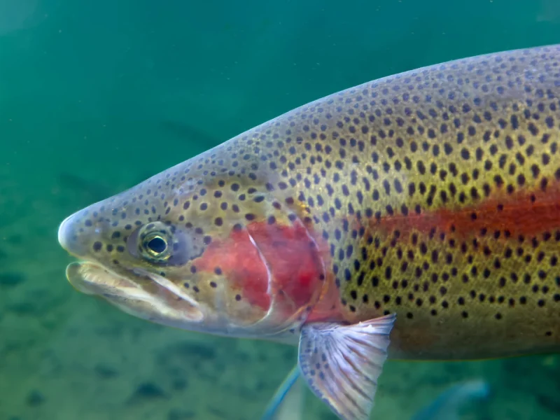 Immagine allegata al post intitolato "Rainbow Trout Fly Fishing"
