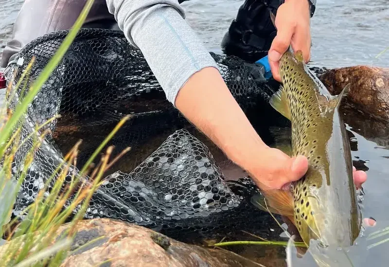 The Importance of Catch and Release in Fly Fishing