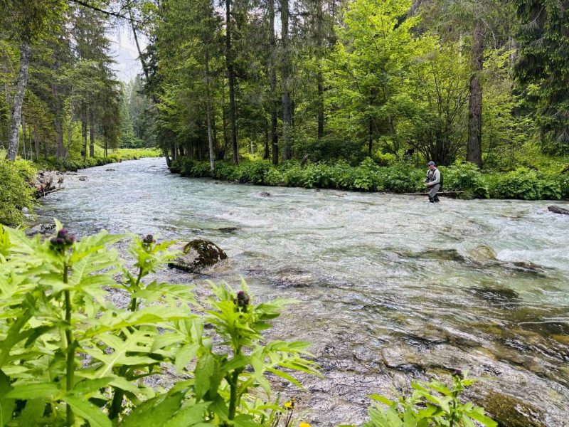 Immagine allegata al post intitolato "Fly Fishing in The Sarca River"